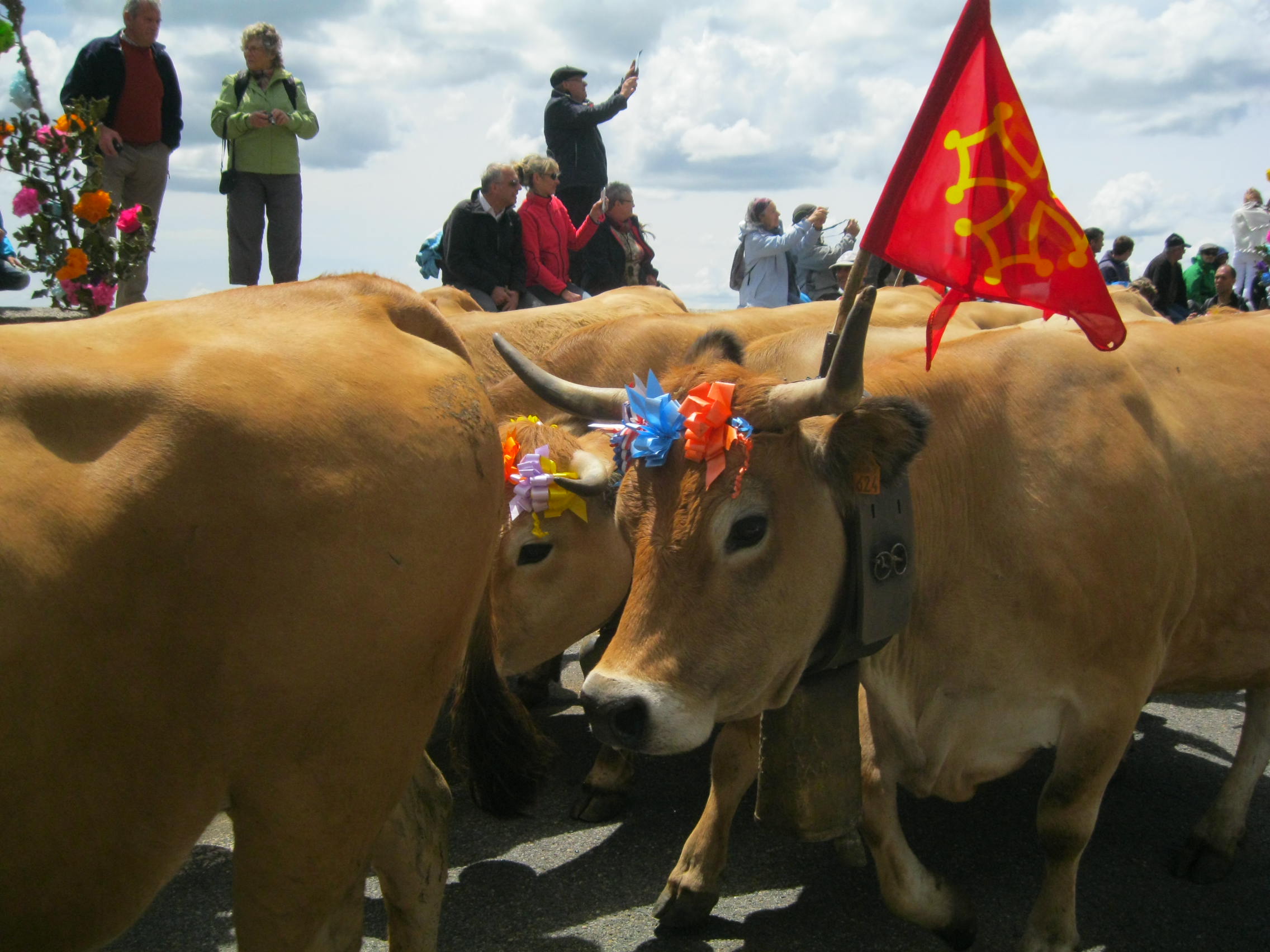 La transhumance