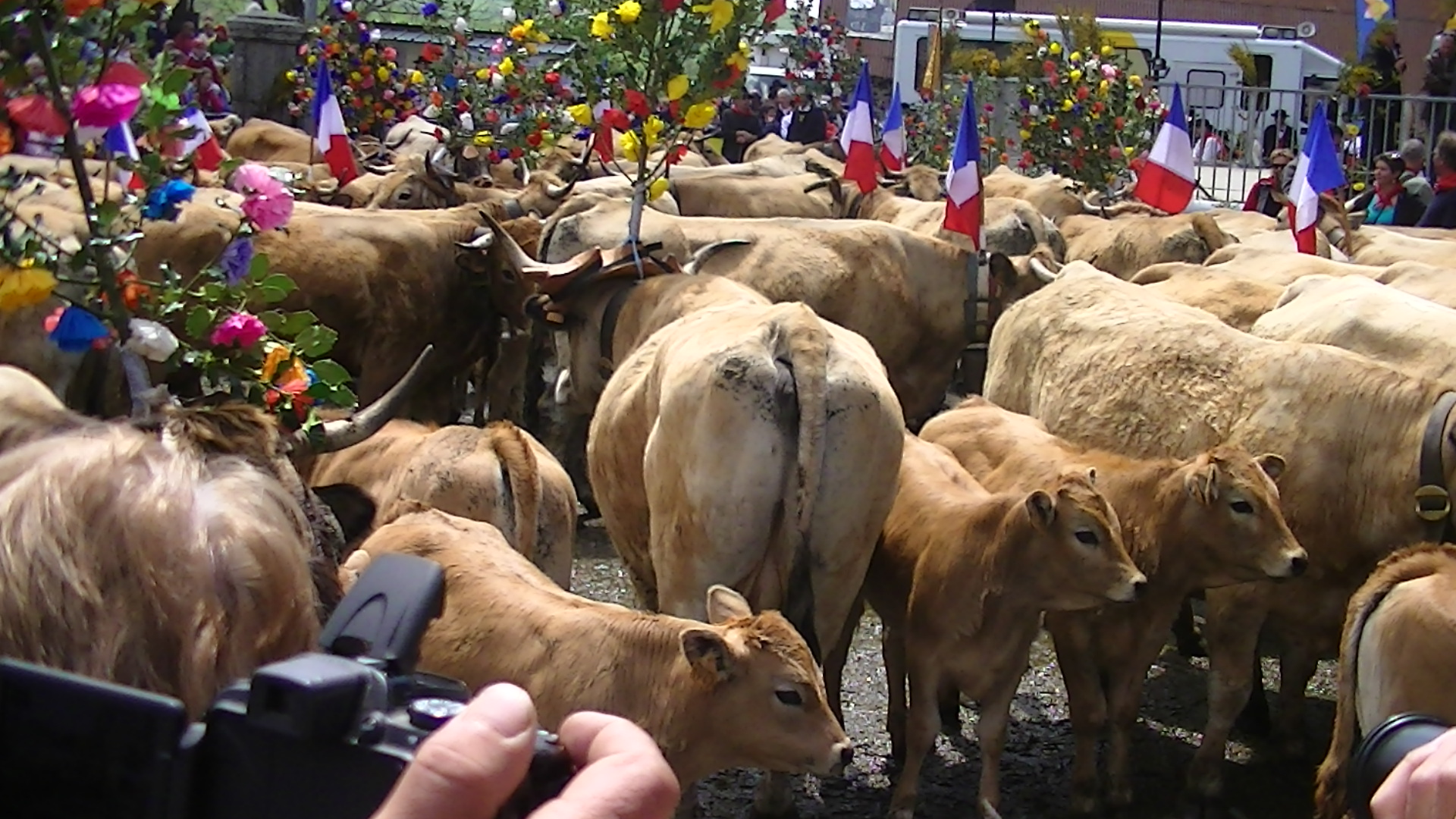 La transhumance